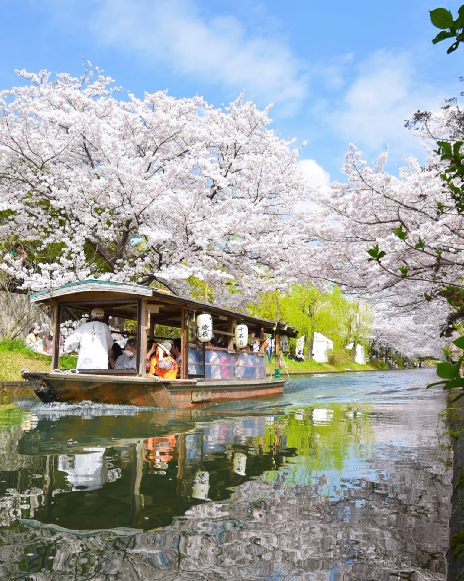 A jukkoku-bune under a tunnel of cherry blossoms