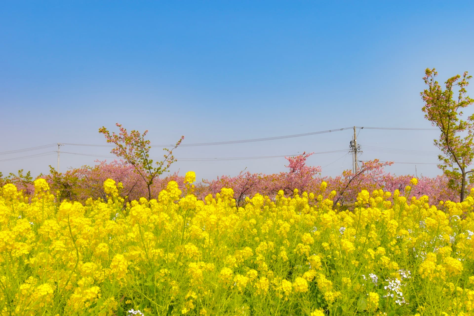Yellow canola beside a line of pink sakura