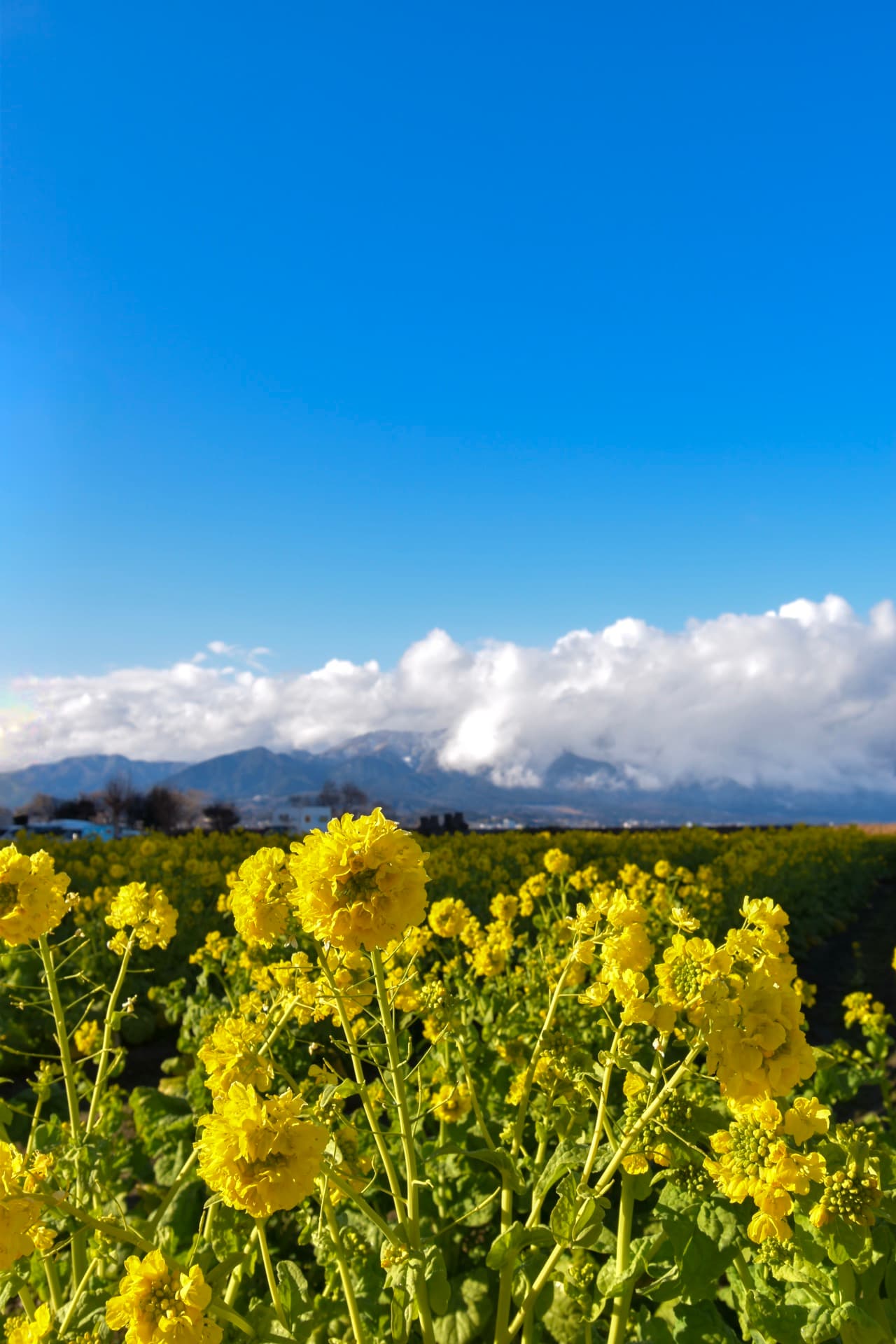 A yellow sea of canola under the mountains