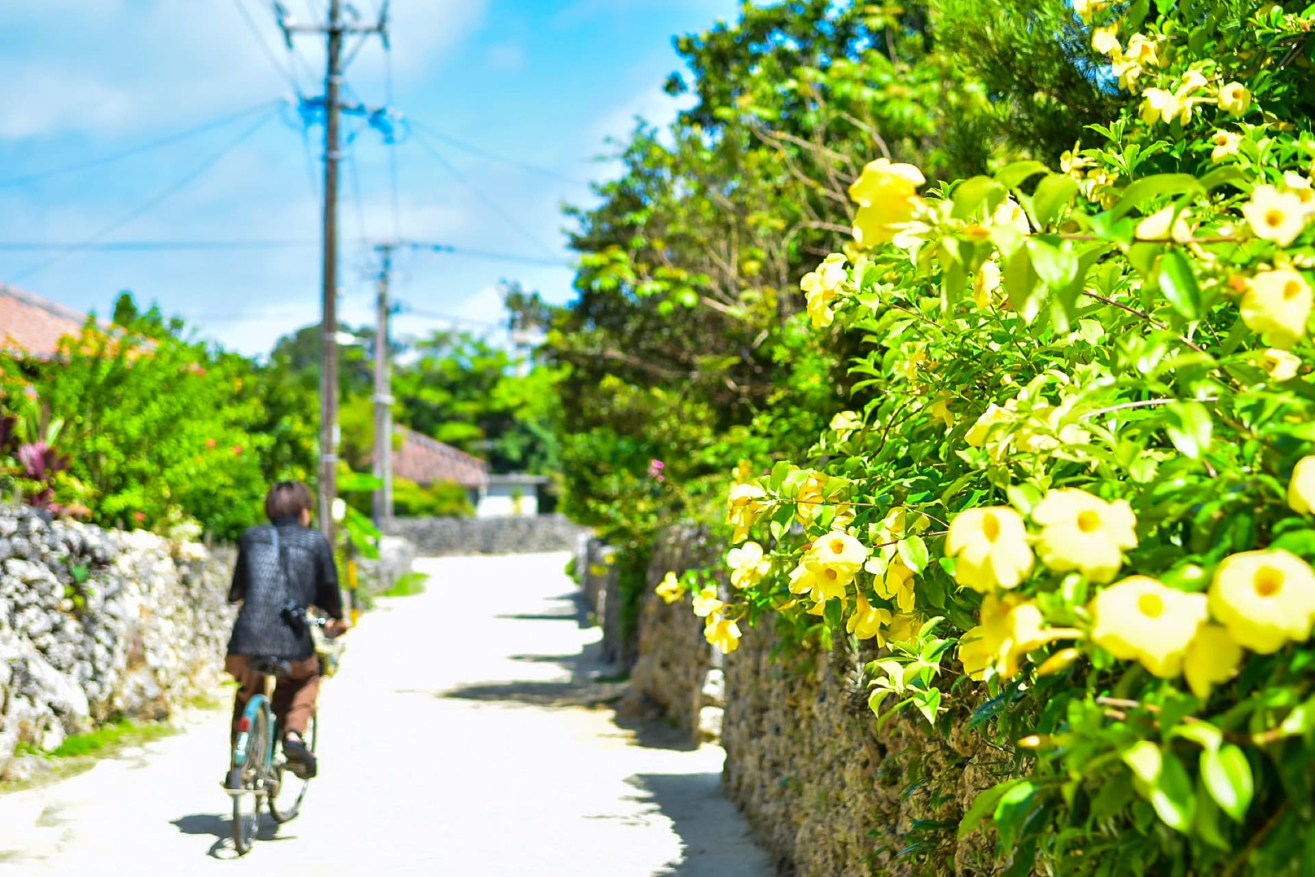 White sand paths, yellow flowers, one lap by bike