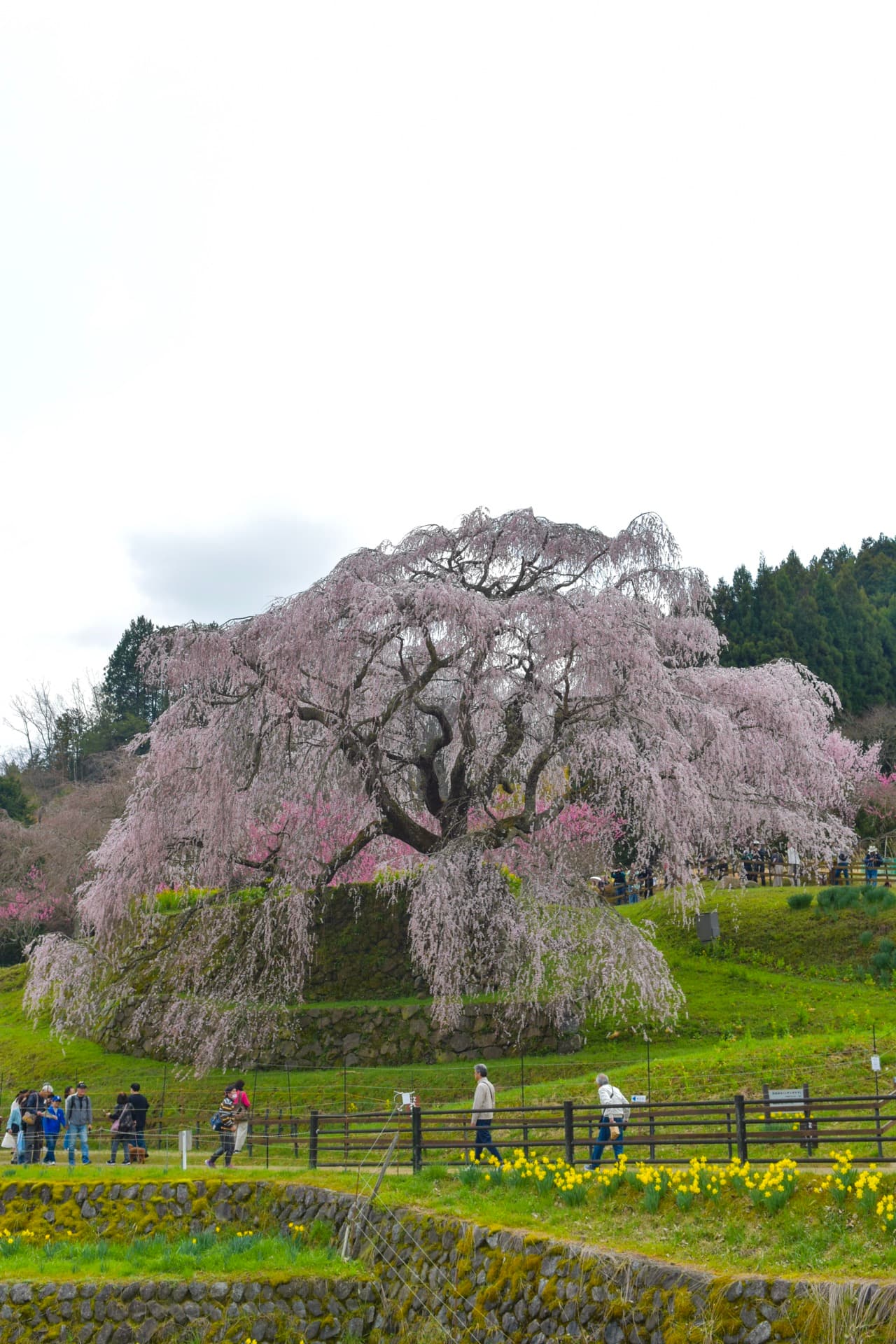 A giant weeping cherry spreading on the hill