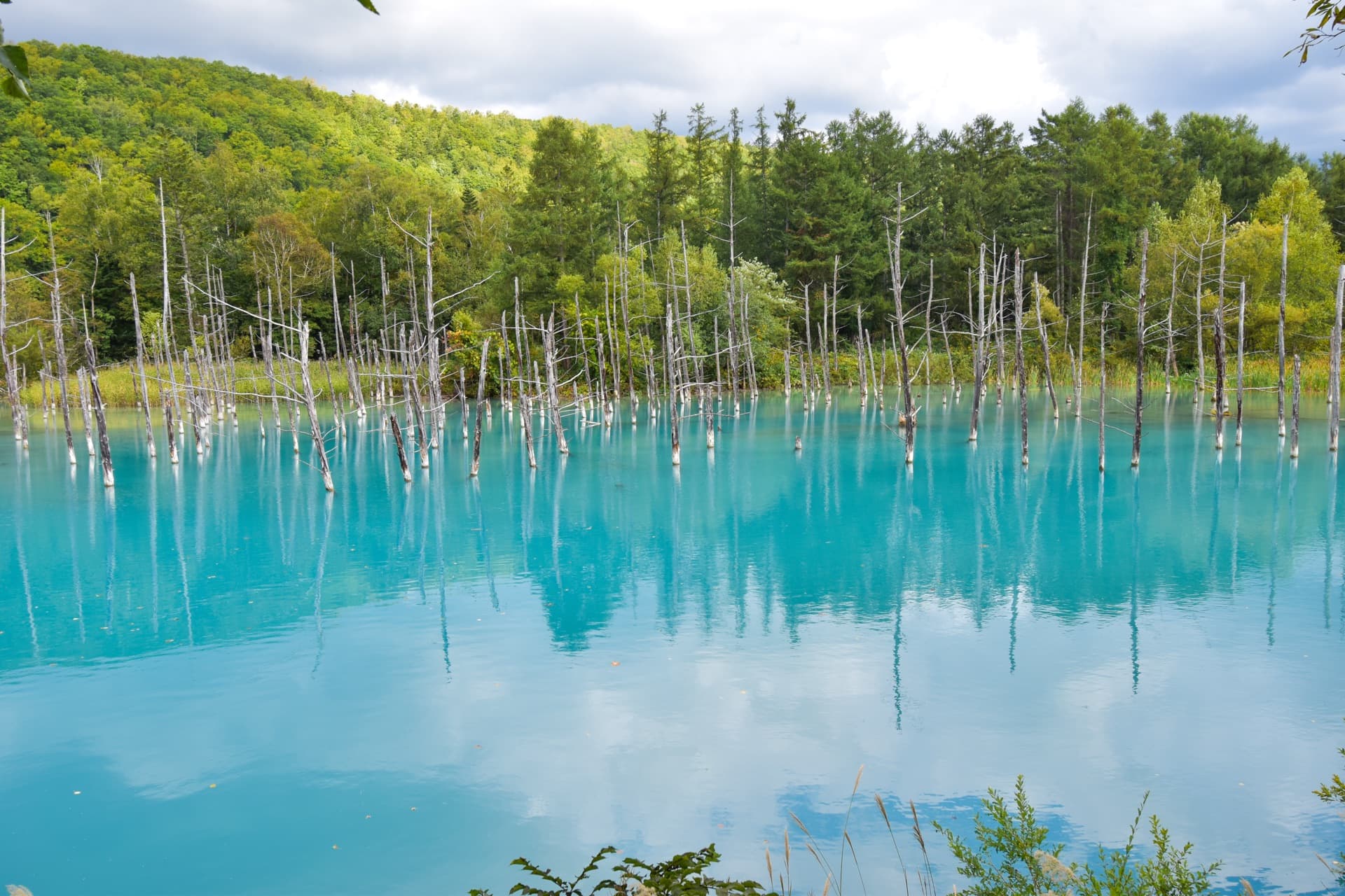 Dead trees standing in a blue pond