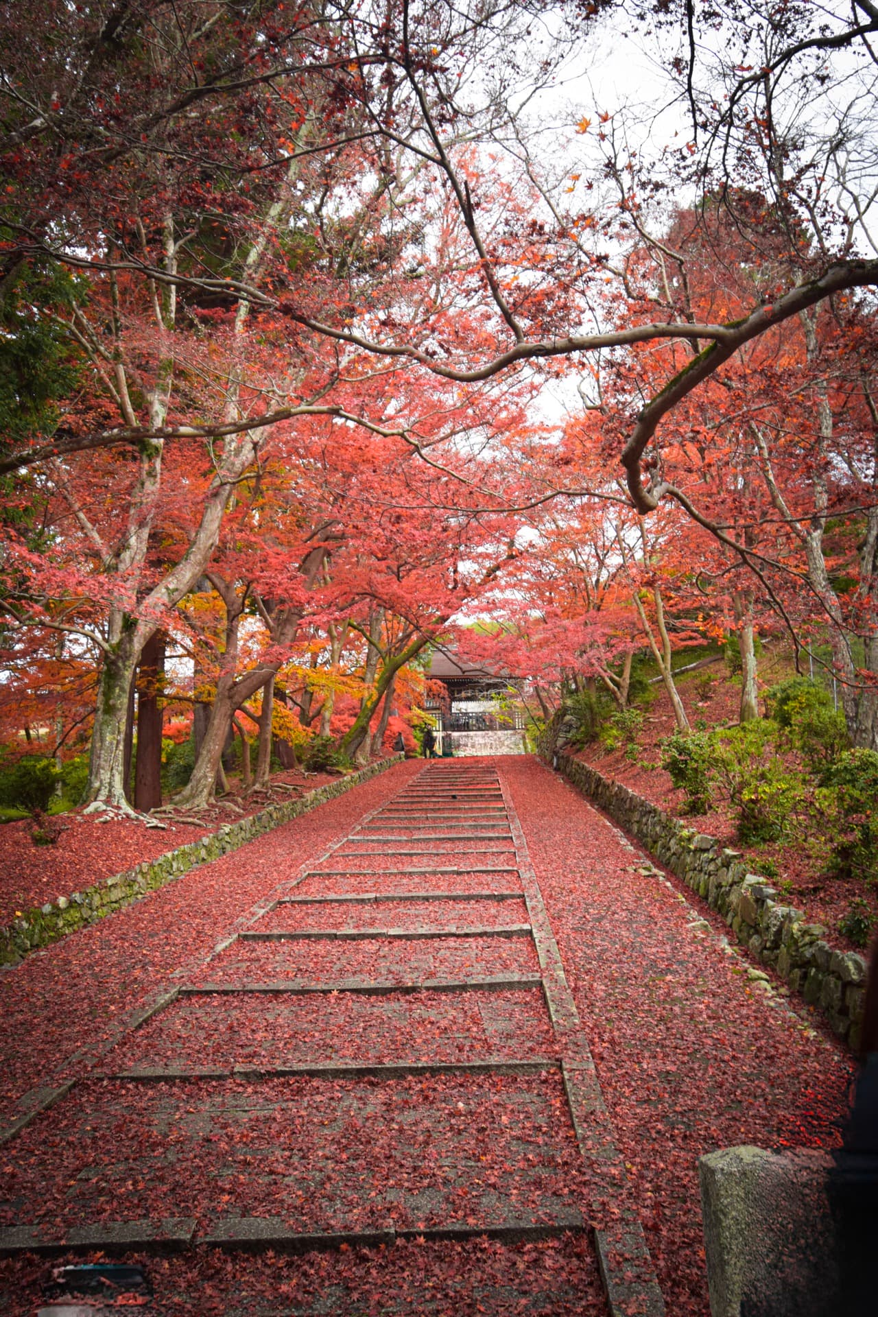 Climbing a carpet of fallen maple leaves